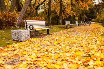 Golden autumn in city park