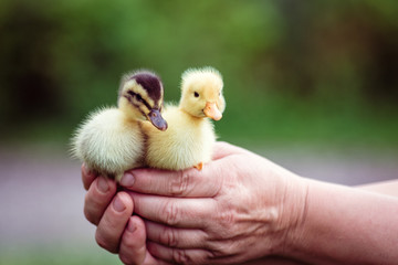 Two duckling in a man's hand