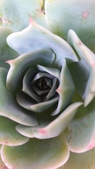 pianta succulenta