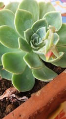 pianta succulenta