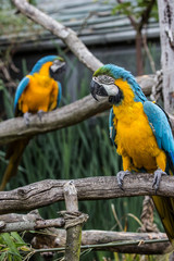 Blue and Yellow Macaw Parrot