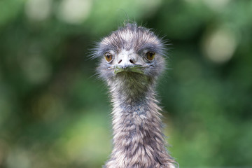 Emu Head