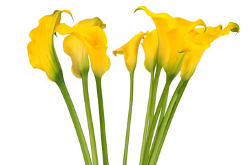 Bunch of callas on white background