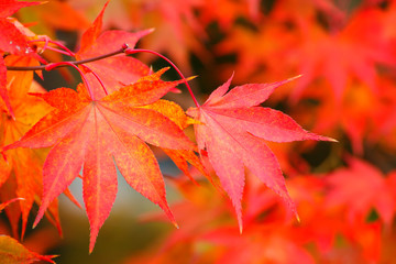 Colorful Maple Leaves in Autumn