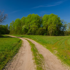Fototapeta na wymiar dirt road in the spring forest