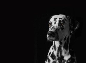 Portrait of a dalmatian dog on black background - 113877456