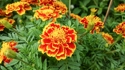 marigolds flowers in the garden