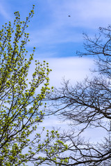 Trees start new season at own rate - vertical