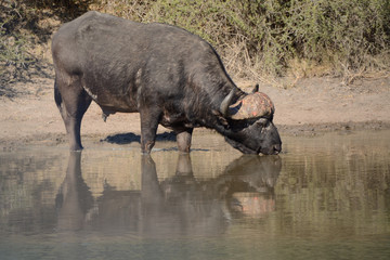 African buffalo bull drinking from a remote waterhole in the heat of the day