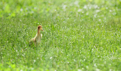 Chick lost in green grass field