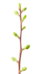 Spring buds on twig