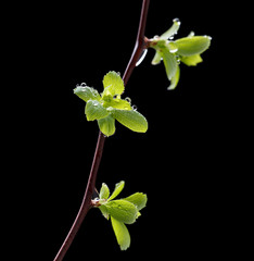 Rain drops and spring foliage