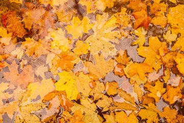 Golden leaves in fountain
