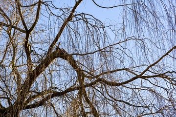 Broken tree in UK winter