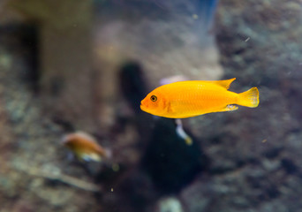 Orange Tropical Fish