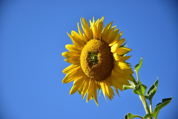 girasol majestuoso gira su cara al sol