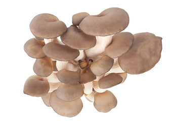 oyster mushroom on white