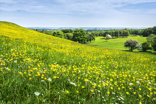 Summer Scenery On Hill Slope