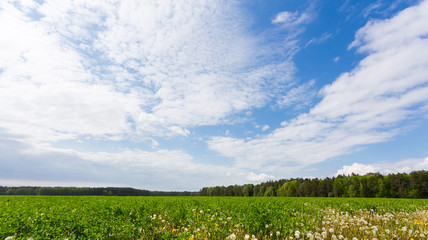 Green field and blue sky