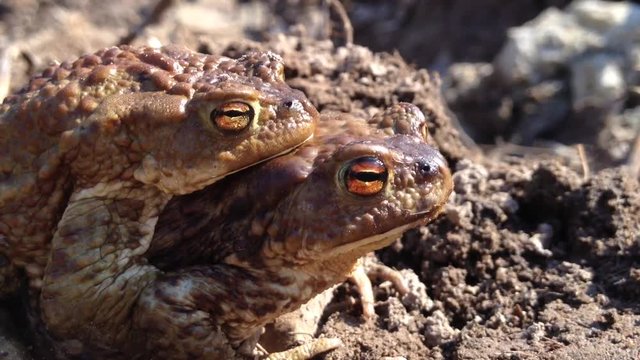 frogs sing songs of spring
