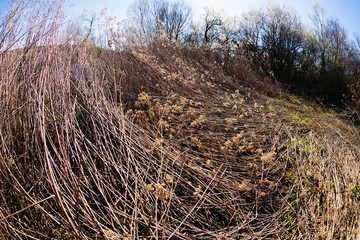 Fototapeta premium dry field grass after the storm