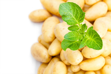 Potato  plant growing on bulbs background