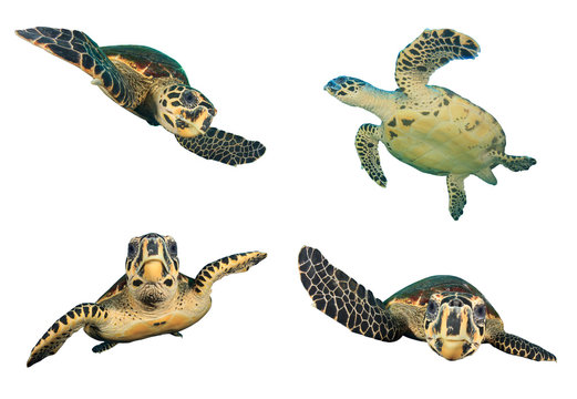 Sea Turtles isolated white background (Hawksbill Turtle)