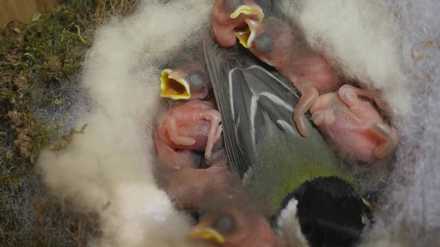 孵化二日後の巣箱のシジュウカラの親子／観察記録