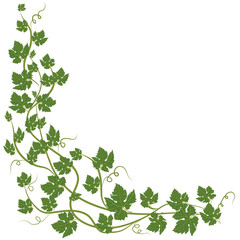 frame with vine leaves