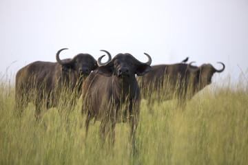 Portrait of cape buffalo in Murchison Falls National Park Uganda