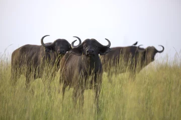 Crédence de cuisine en verre imprimé Parc national du Cap Le Grand, Australie occidentale Portrait of cape buffalo in Murchison Falls National Park Uganda