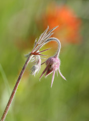 Delicate flower details