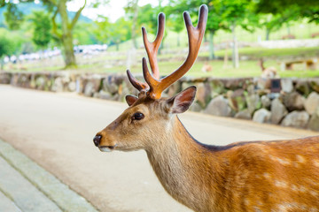 Majestetic deer in Nara park, Japan.