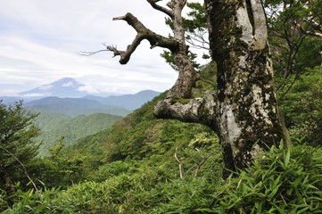 山地に立つ古木