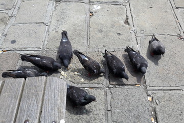 Fototapeta premium Gray pigeons eating food on the stone city pavement