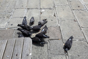 Gray pigeons eating food on the stone city pavement