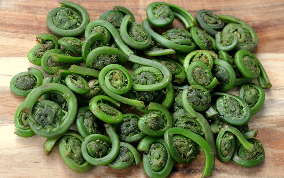 Foraged Fiddleheads: Fiddlehead Fern Fronds, Edible Wild Food. 