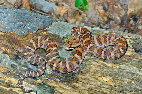 Snake (Agkistrodon saxatilis) 19