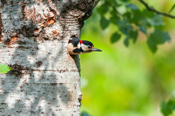 A male great spotted woodpecker exiting the nesting hole after having fed the chicks