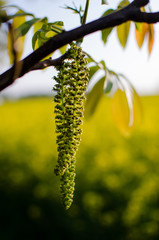 Colorfull catkin of tree.