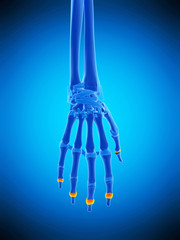 medically accurate illustration of the distal joint capsules