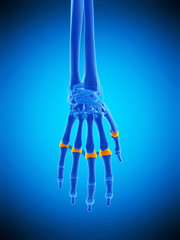 medically accurate illustration of the proximal joint capsules