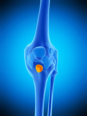 medically accurate illustration of the deep infrapatellar bursa