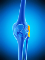 medically accurate illustration of the fibular collateral ligament