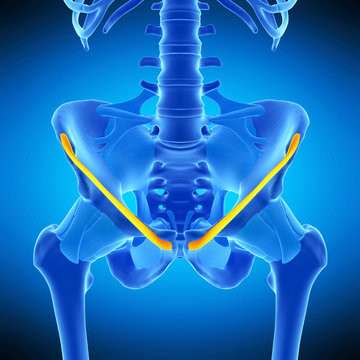 medically accurate illustration of the inguinal ligament