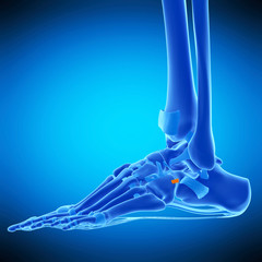 medically accurate illustration of the dorsal calcaneocuboid ligament