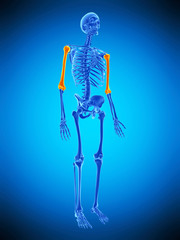 medically accurate illustration of the skeletal humerus