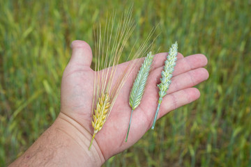 Gerste (Hordeum vulgare) Roggen (Secale cereale) und Weizen (Triticum aestivum) auf der Hand