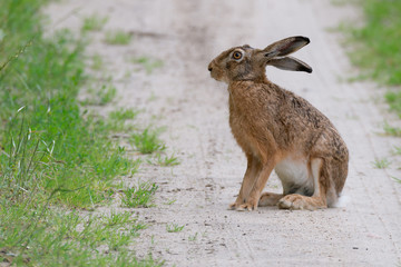 Feldhase (Lepus europaeus) sitzt neben einem Feld auf einem Weg