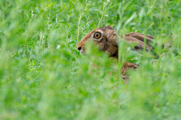 Feldhase (Lepus europaeus) versteckt sich in einem Feld